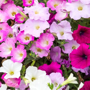 'Xin Hun' Colorful Petunia 200 PCS Seeds