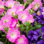 'Xin Hun' Colorful Petunia 200 PCS Seeds