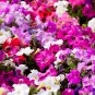 'Xin Hun' Colorful Petunia 200 PCS Seeds