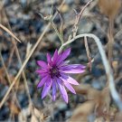Xeranthemum Annuum Flower 30 PCS Seeds Xeranthemum Annuum Flower 30 PCS Seeds