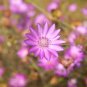 Xeranthemum Annuum Flower 30 PCS Seeds