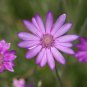 Xeranthemum Annuum Flower 30 PCS Seeds