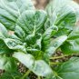 Wuta-tsai Organic Vegetables 40 PCS Seeds