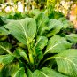 Wuta-tsai Organic Vegetables 40 PCS Seeds