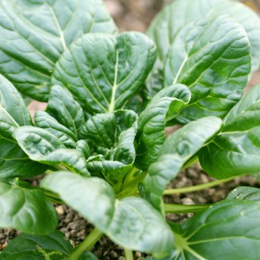 Wuta-tsai Brassica campestris Black Cabbage Vegetable 100 PCS Seeds
