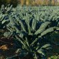 Wuta-tsai Brassica campestris Black Cabbage Vegetable 100 PCS Seeds