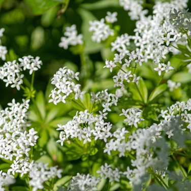 Woodruff Aromatic Blue Small Flower 60 PCS Seeds