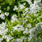 Woodruff Aromatic Blue Small Flower 60 PCS Seeds