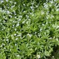 Woodruff Aromatic Blue Small Flower 60 PCS Seeds