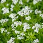 Woodruff Aromatic Blue Small Flower 60 PCS Seeds