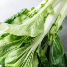 Wong Bok Chinese Green Napa Cabbage 200 PCS Seeds