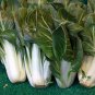 Wong Bok Chinese Green Napa Cabbage 200 PCS Seeds