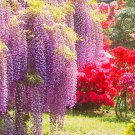 Wisteria Wisteria Vine Saplings Pink and Purple Flowers 5 PCS Seeds Wisteria Wisteria Vine Saplings Pink and Purple Flowers 5 PCS Seeds