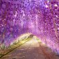 Wisteria Wisteria Vine Saplings Pink and Purple Flowers 5 PCS Seeds