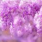 Wisteria Wisteria Vine Saplings Pink and Purple Flowers 5 PCS Seeds