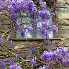 Wisteria Wisteria Vine saplings Upscale Vegetable Garden Plants 10 PCS Seeds Wisteria Wisteria Vine saplings Upscale Vegetable Garden Plants 10 PCS Seeds