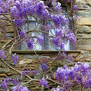 Wisteria Wisteria Vine saplings Upscale Vegetable Garden Plants 10 PCS Seeds