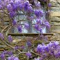 Wisteria Wisteria Vine saplings Upscale Vegetable Garden Plants 10 PCS Seeds