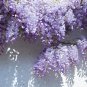 Wisteria Wisteria Vine saplings Upscale Vegetable Garden Plants 10 PCS Seeds