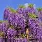 Wisteria Wisteria Vine saplings Upscale Vegetable Garden Plants 10 PCS Seeds