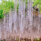 Wisteria Flower Light Green Color 10 PCS Seeds