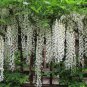 Wisteria Flower Light Green Color 10 PCS Seeds