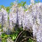 Wisteria Flower Light Green Color 10 PCS Seeds