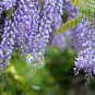 Wisteria 10 PCS Seeds