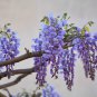 Wisteria 10 PCS Seeds