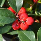 Wintergreen Creeping Gaultheria Procumbens 100 PCS Seeds