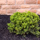 Wintergreen Boxwood Heirloom Perennial Ornamental Shrubs 50 PCS Seeds Wintergreen Boxwood Heirloom Perennial Ornamental Shrubs 50 PCS Seeds