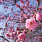 Winter Sweet Prunus Mume Tree Red Plum Blossom La Mei 30 PCS Seeds