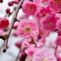 Winter Sweet Prunus Mume Tree Red Plum Blossom La Mei 30 PCS Seeds