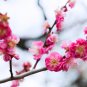 Winter Sweet Prunus Mume Tree Red Plum Blossom La Mei 30 PCS Seeds