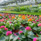 Winter Pot Kalanchoe Bonsai Longevity Flower Potted Plants 100 PCS Seeds