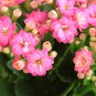Winter Pot Kalanchoe Bonsai Longevity Flower Potted Plants 100 PCS Seeds
