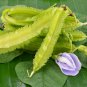 Winged Bean Original Pack Chinese Asparagus Pea Vegetables 3 PCS Seeds