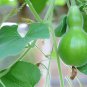 'Winebibber' Large Spoon Bottle Gourd Edible Organic Vegetable 8 PCS Seeds