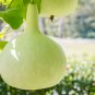 'Winebibber' Large Spoon Bottle Gourd Edible Organic Vegetable 8 PCS Seeds