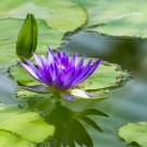 Wild Red Purple Lotus Flower 5 PCS Seeds Wild Red Purple Lotus Flower 5 PCS Seeds