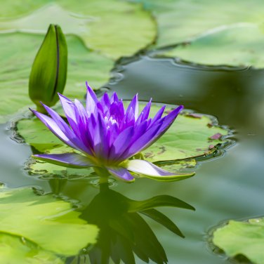 Wild Red  Purple Lotus Flower 5 PCS Seeds