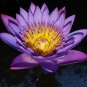 Wild Red Purple Lotus Flower 5 PCS Seeds