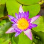 Wild Red Purple Lotus Flower 5 PCS Seeds
