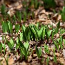 Wild Leek (Allium tricoccum) Perennial Vegetables 100 PCS Seeds