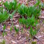 Wild Leek (Allium tricoccum) Perennial Vegetables 100 PCS Seeds