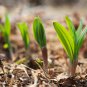 Wild Leek (Allium tricoccum) Perennial Vegetables 100 PCS Seeds