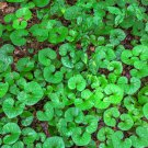 Wild Ginger 100 PCS Seeds