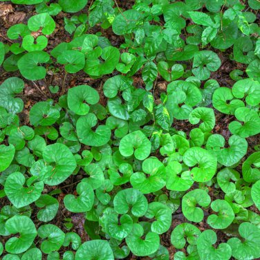 Wild Ginger 100 PCS Seeds