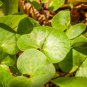 Wild Ginger 100 PCS Seeds