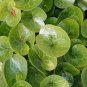 Wild Ginger 100 PCS Seeds